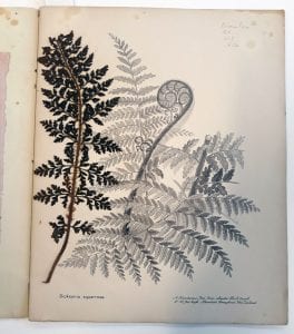 Dicksonia squarrrosa drawing with pressed fern