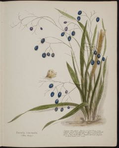 Dianella intermedia blue berry