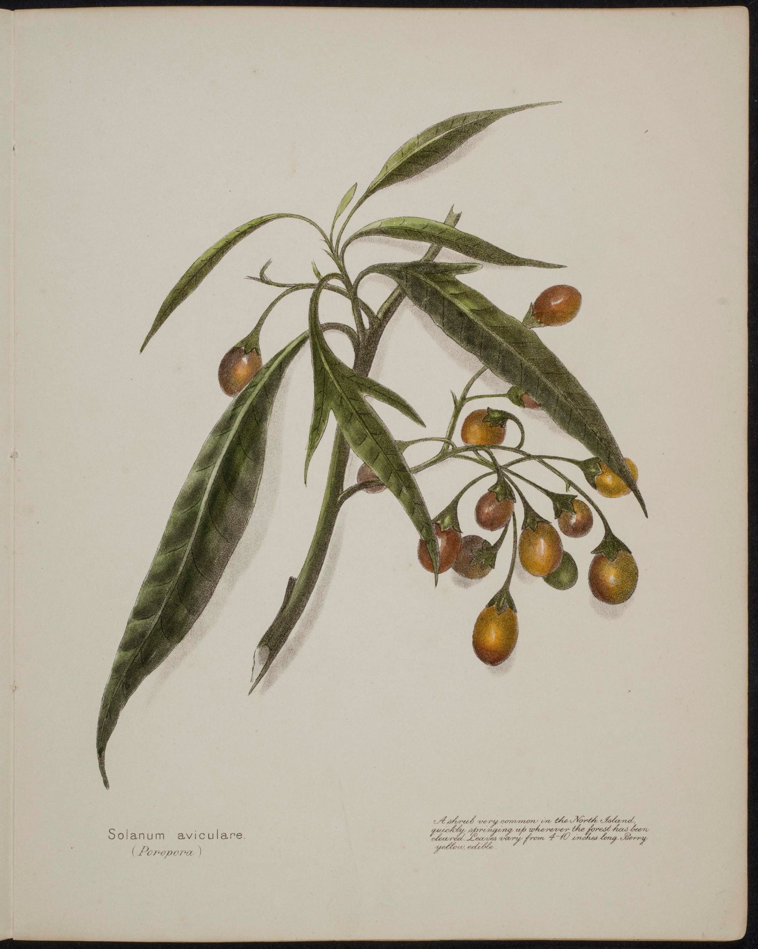 Solanum aviculare poroporo