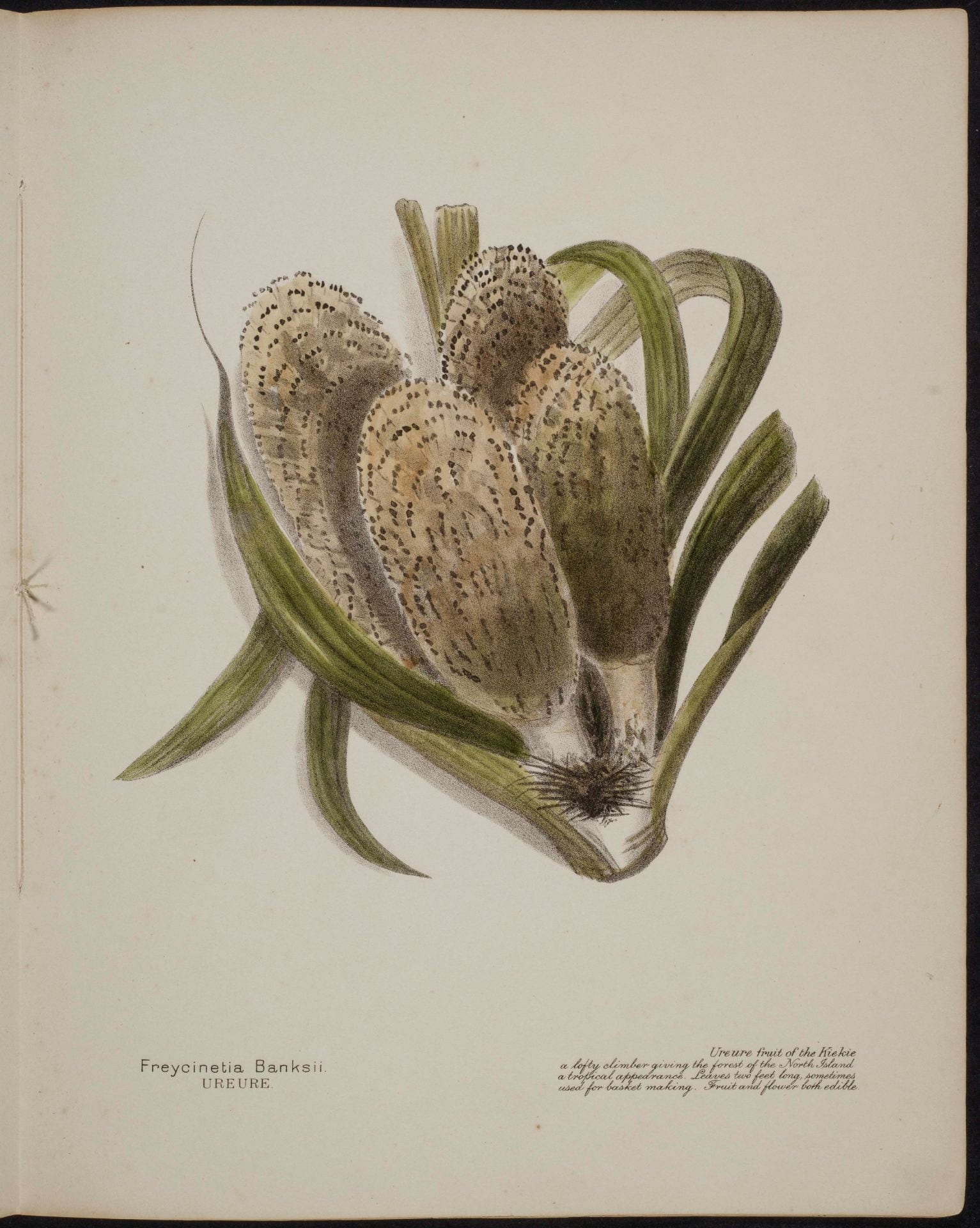 Freycinetia Banksii Ureure
