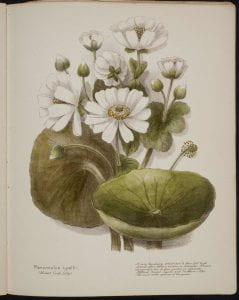 Ranunculus Lyallii Mount Cook Lily