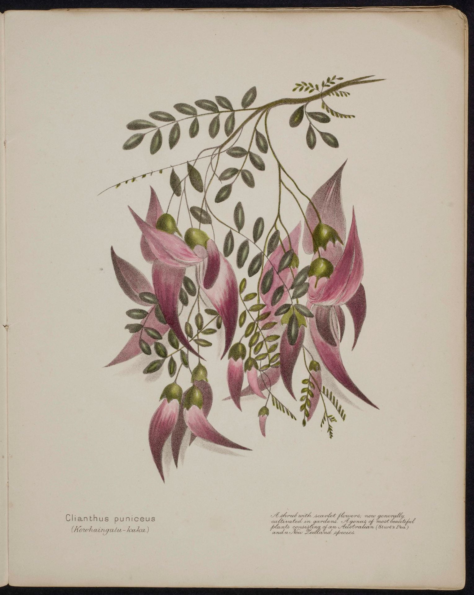 Clianthus puniceus Kowhaingutu-kaka
