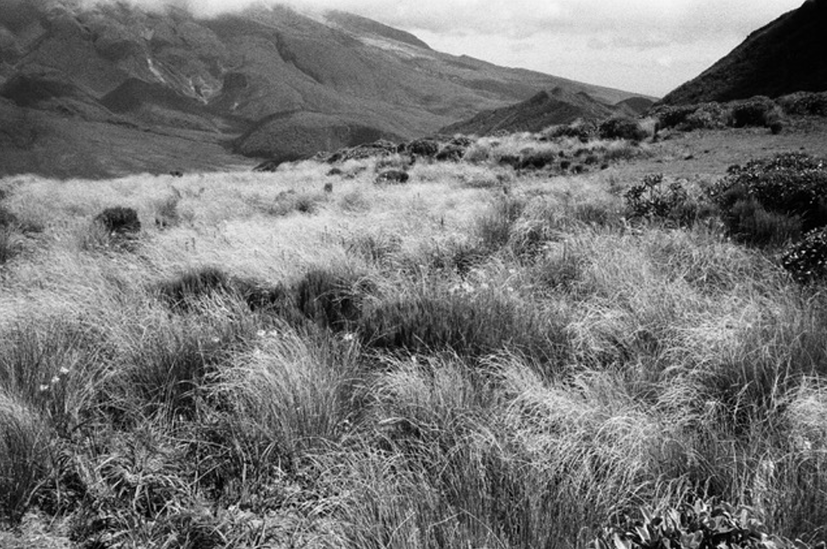 black and white photo of grassy landscape, hills in the background