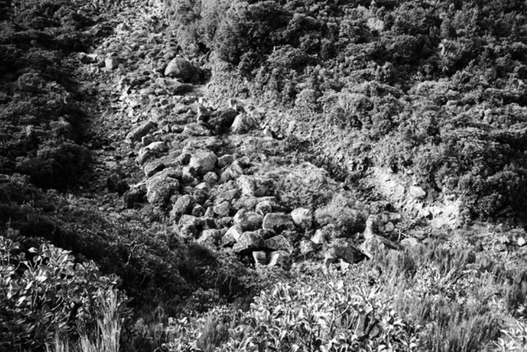 black and white photo of plant life and loose large rock