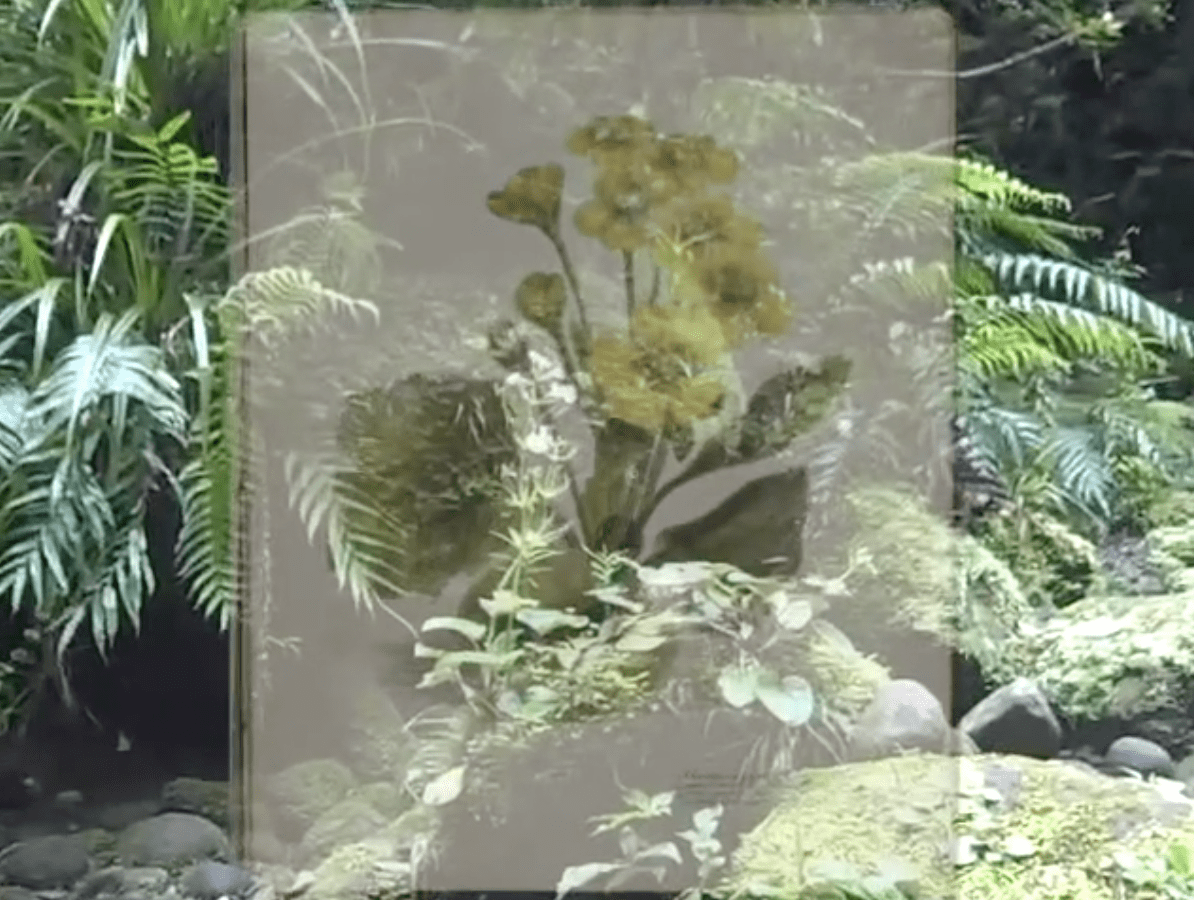 flower illustration ghosted over bush