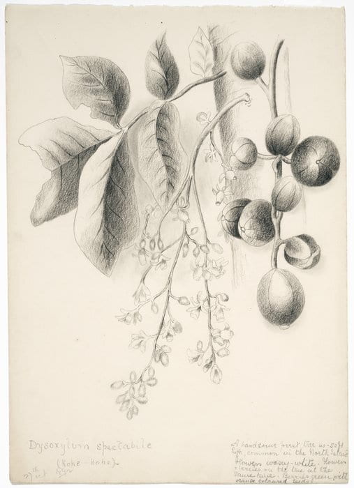 Shows flowers, berries and leaves. Notes: "A handsome forest tree 40-50 ft high, common in the North Island. Flowers waxy-white. Flowers & berries on the tree at the same time. Berries green, with orange coloured seeds".