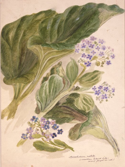 The leaf and flower of the Chatham Island forgetmenot