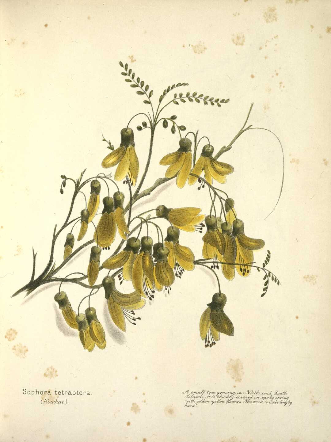 A branch showing leaves and flowers of kowhai
