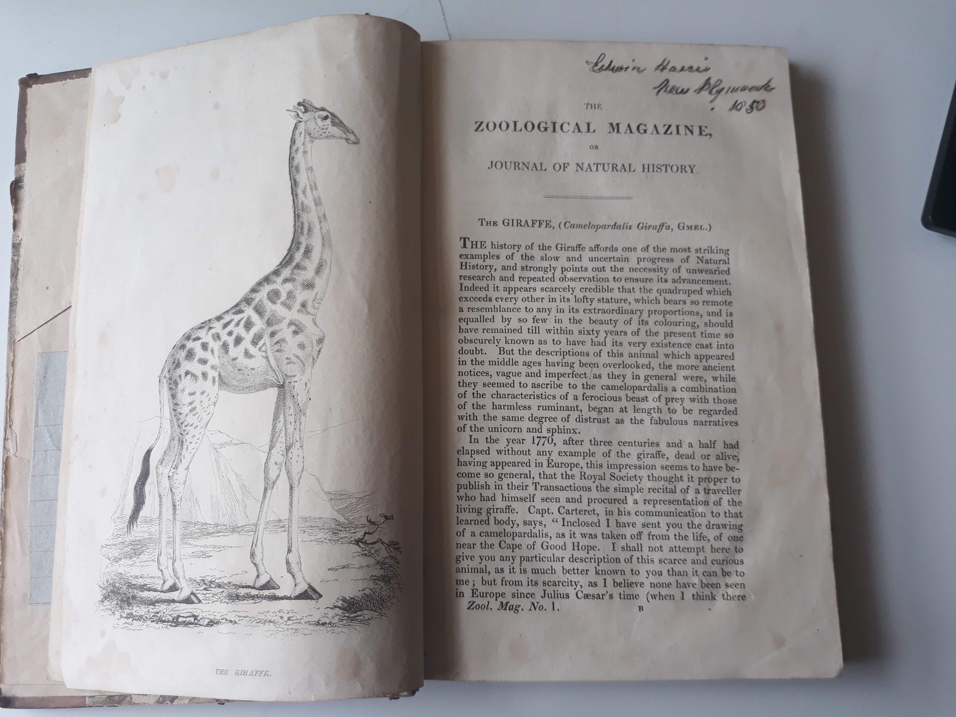 double page spread with a sketch of a giraffe on the left page and Edwin's signature above the copy on the right page