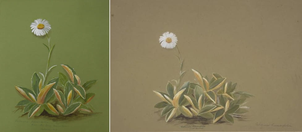 Two paintings side by side, with identical composition and detail. Both paintings depict a celmisia plant with a single flower stalk reaching up out of the leaves.
