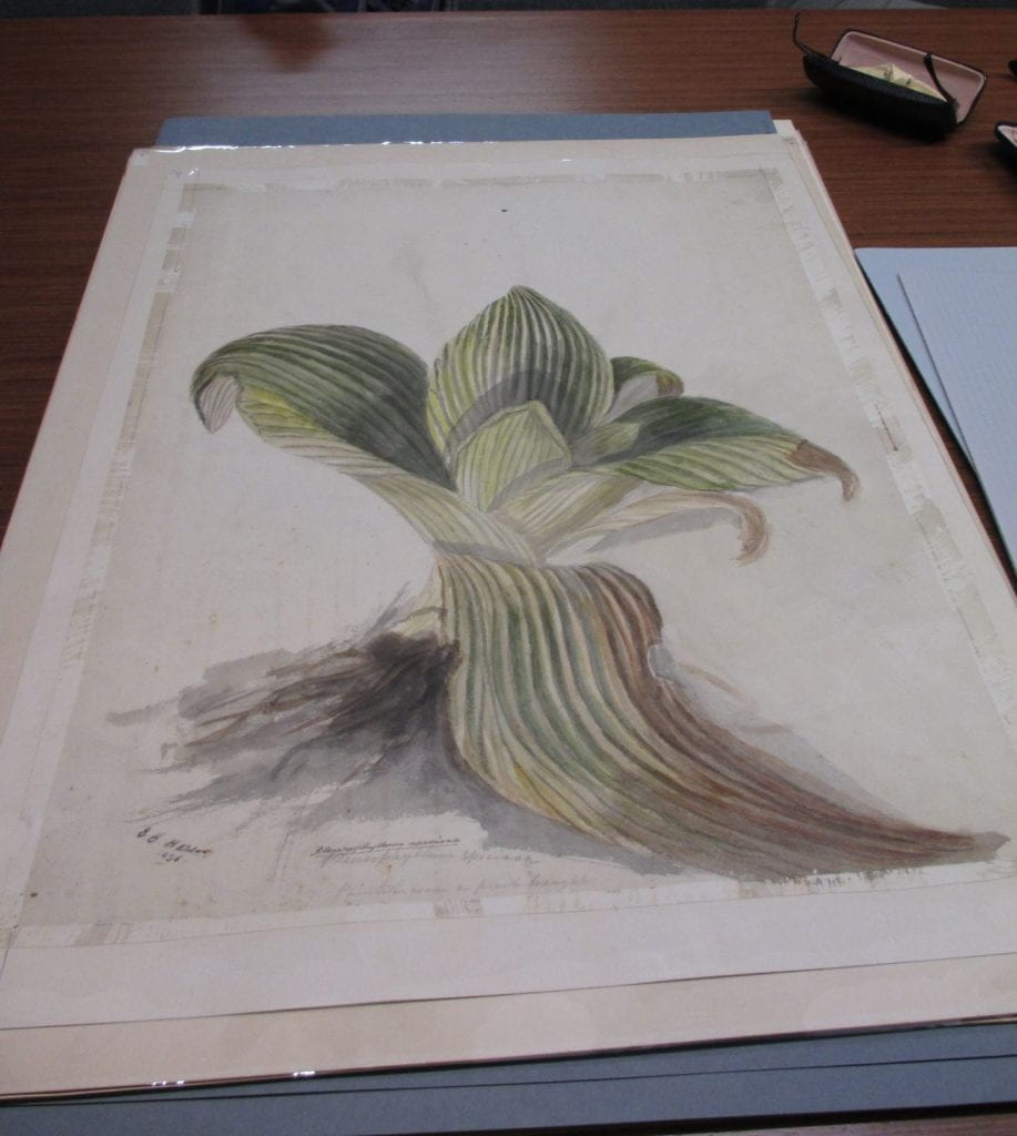 Watercolour painting of a pleurophyllum plant with green leaves
