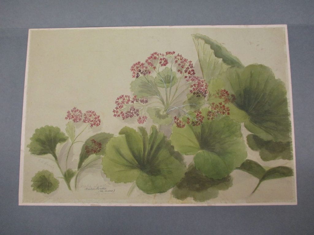 Watercolour painting of a plant with large green leaves and several pink flower stalks