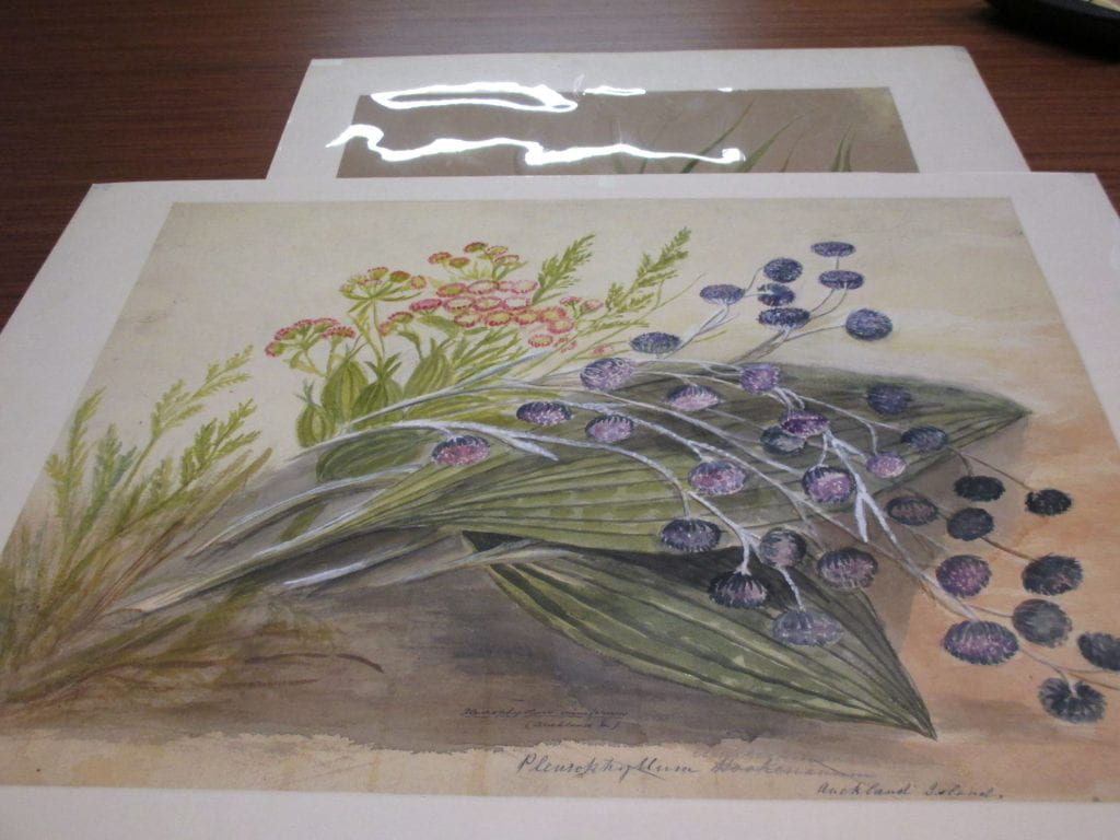 Watercolour painting showing a stem of the sub-antarctic p0lant Pleurophyllum criniferum and purple flowers, with another species of pink-flowering plant behind it