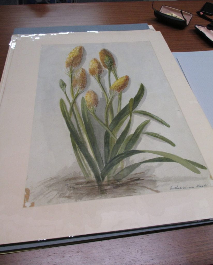 Watercolour painting of a clump of yellow Anthericum Rossii flowers growing out of thin green leaves