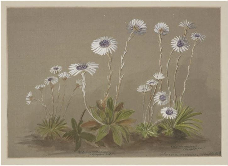 Watercolour painting depicting two species of flowering celmisia plants. the white flowers on both plants have purple centres.