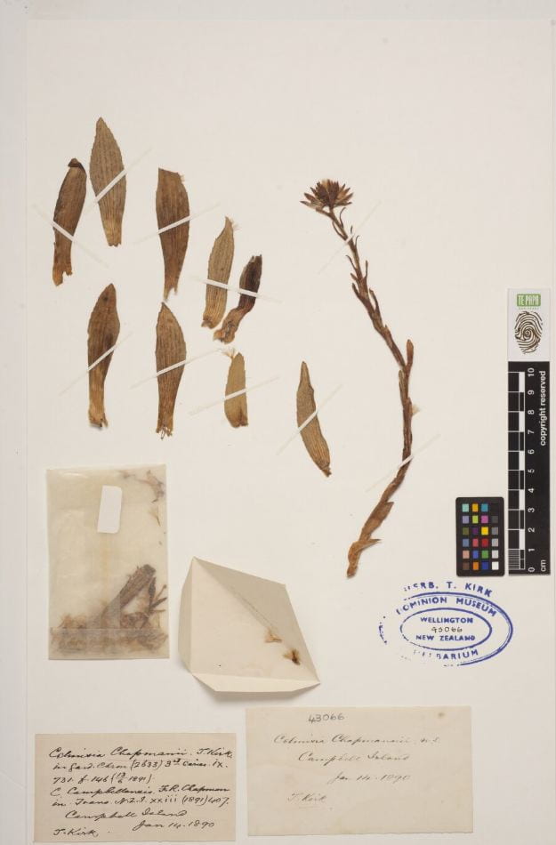 Dried specimen of celmisia, with 8 pressed leaves, and one flower stalk, as well as a packet of seeds. Attached to a white sheet of paper.