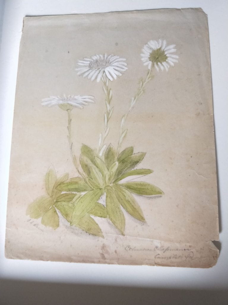 Pencil and watercolour sketch on white paper of a celmisia plant. The leaves are green and the flower petals are white.