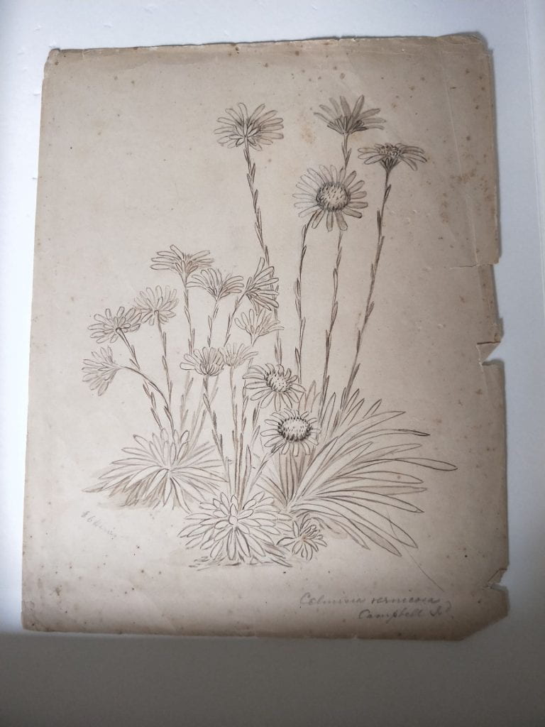 Pencil sketch of three small clumps of celmisia vernicosa plants, with daisies on thin stems reaching up from clumps of leaves.