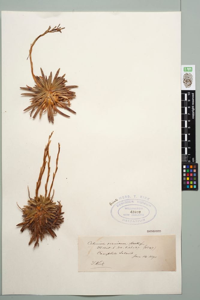 Dried and pressed specimen of two Damnamenia vernicosa flowers on a sheet of white paper.