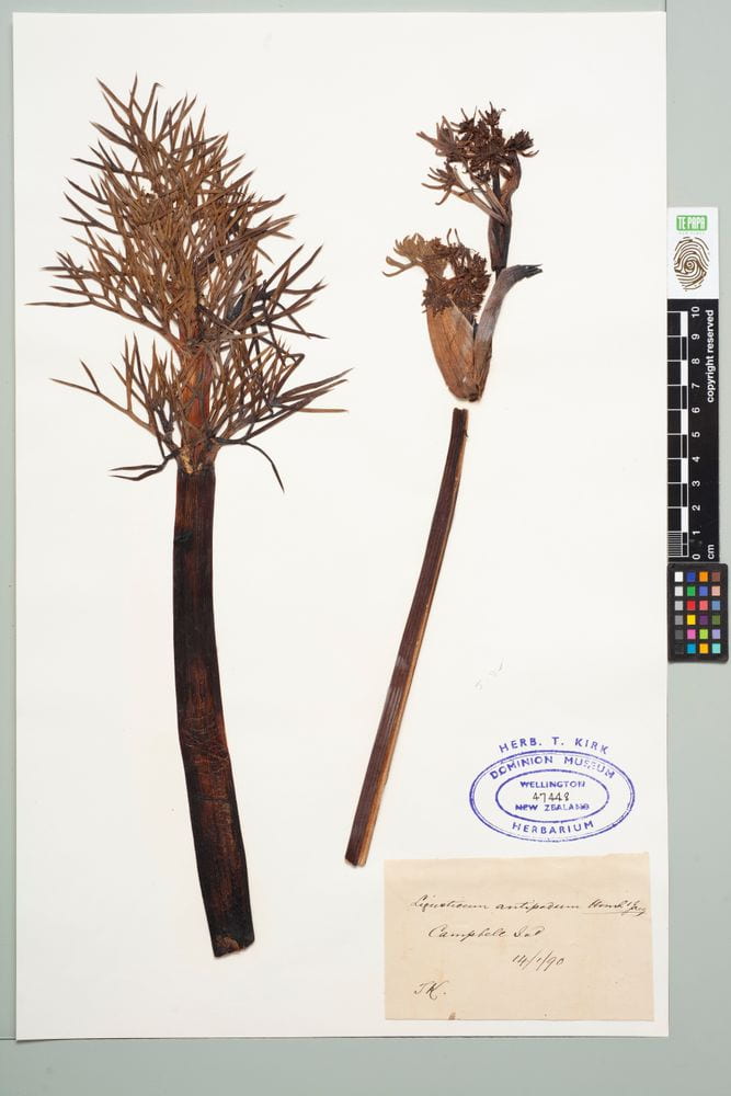 Two dried and pressed specimens of the sub-antarctic plant Anistome antipoda attached to a white piece of paper