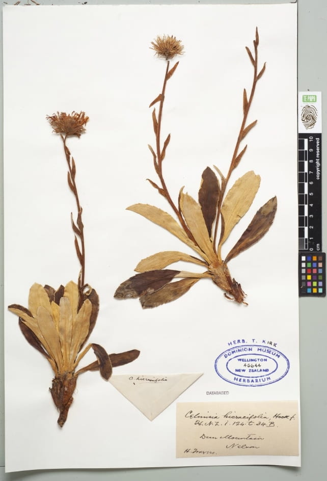 Two whole celmisias arranged on a white specimen page. The plant on the left has one flower stalk and flower, the plant on the right has two flower stalks but only one flower