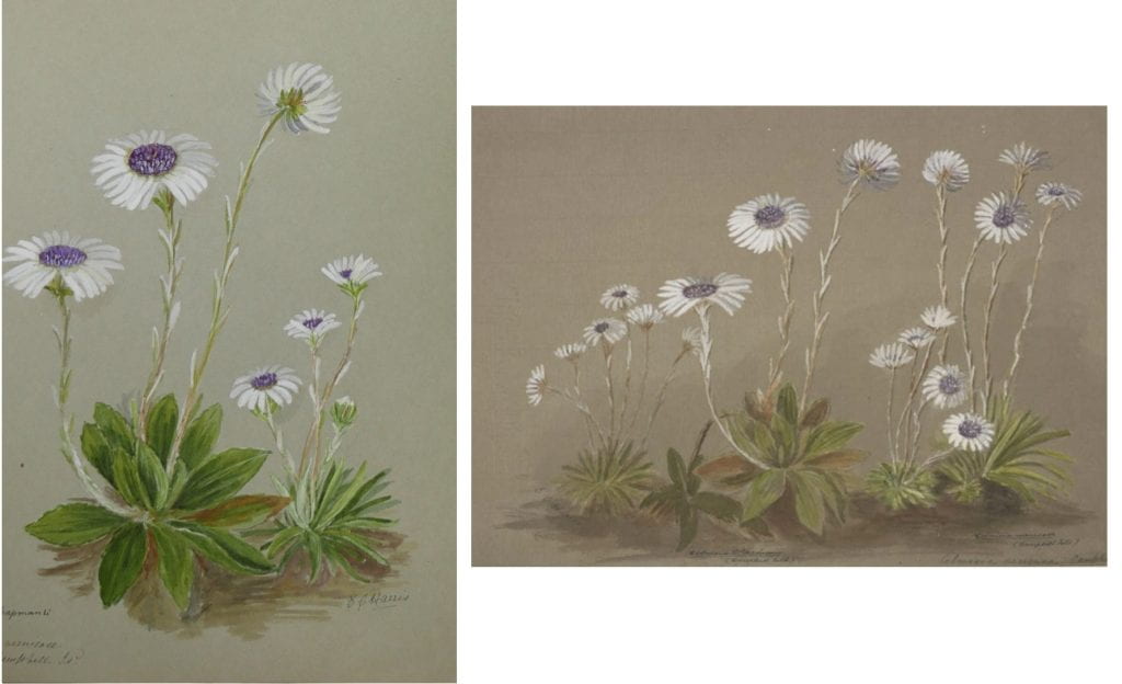 Two paintings depicting the plant Celmisia chapmanii. They share a very similar composition, with flowers stalks and stems growing out of a clump of green leaves. The ATL painting also has another variety of celmisia added in as well.