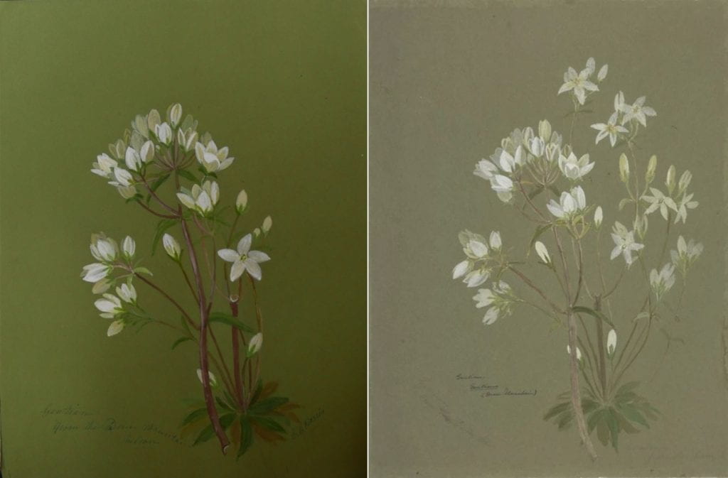 A side-by-side comparison of two paintings of a gential flower specimen. the composition is the same, depicting a branch of gentian, with white flowers at the top.