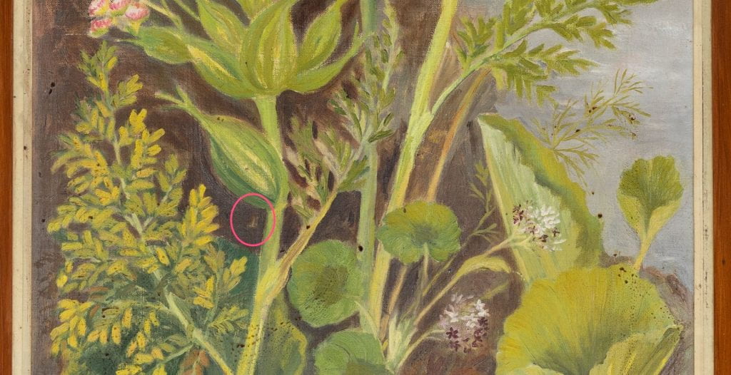 Roman numeral I, circled in red. Next to the plant Ligusticum antipodum 