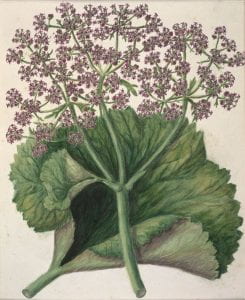Painting of an Aralia/Azorella leaf and flower stem. The leaf is large and green, and the flower stem sits in front, with lots of little pink flowers on the end of the stem