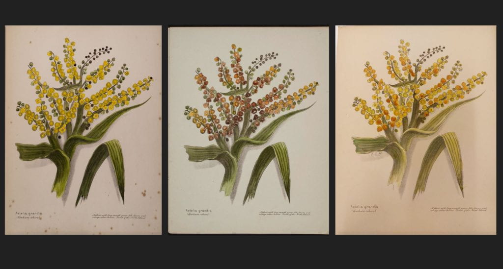 Three versions of Emily's hand coloured Astelia plates from NZ Berries. One of the plates has yellow berries, one has peach and amber colours and the third has yellow and orange berries.
